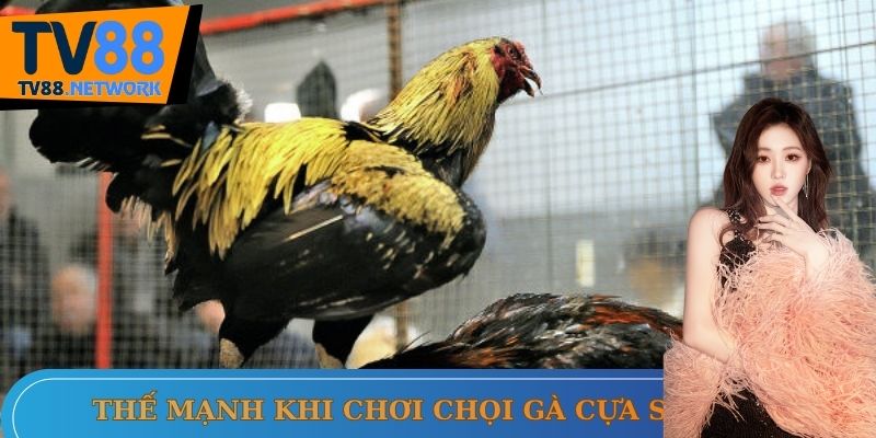 Chọi gà cựa sắt với điểm cộng đầy ấn tượng