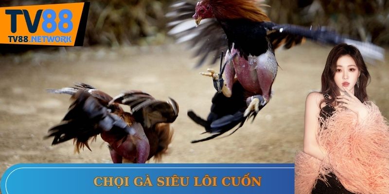 Đá gà cựa sắt cực lôi cuốn, đặc sắc