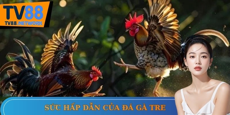 Đá gà tre cực lôi cuốn trên Tv88